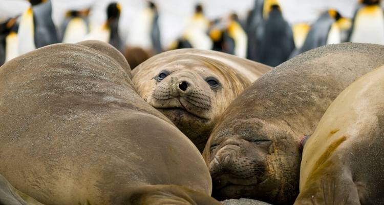Eine Gruppe massiver See-Elefanten ruht zusammen, während Königspinguine im Hintergrund verschwimmen.