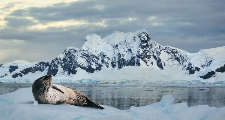 Seeleopard ruht sich auf treibender Eisscholle vor dramatischem schneebedecktem Gebirgskamm aus.