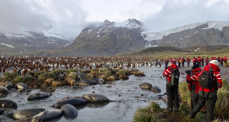 Hunderte von Königspinguinen drängen sich auf einer Flussebene, während rot gekleidete Besucher vom Ufer aus beobachten.