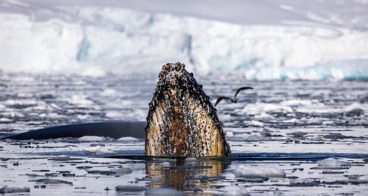 Boca de ballena jorobada cubierta de percebes emerge entre témpanos de hielo con aves marinas volando cerca.