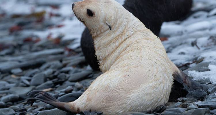 Rare cream-coloured fur seal pup rests on pebbled snowy shore in drizzle.