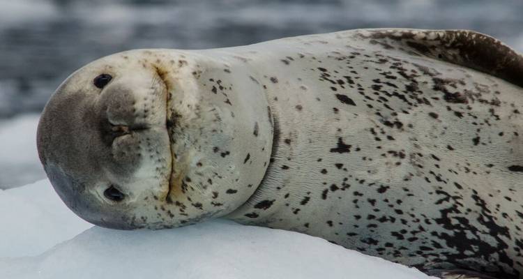 Nahaufnahme-Porträt einer gefleckten Seeleopard, die auf einer Eisscholle ruht.