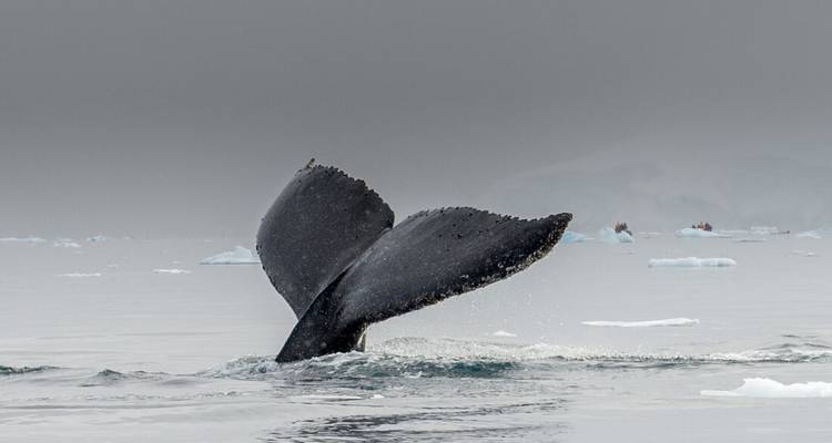 Ein Buckelwal-Schwanz wölbt sich über eisigen antarktischen Gewässern zwischen treibenden Eisschollen und einem grauen Horizont.