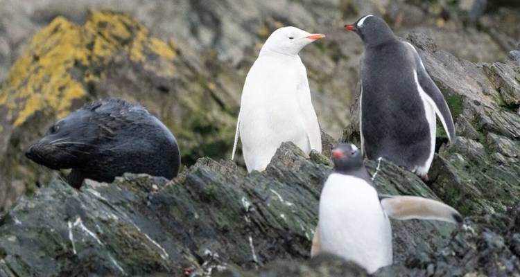 Ein seltener weißer Pinguin steht zwischen Eselspinguin-Gefährten und einer Pelzrobbe auf zerklüfteten antarktischen Felsen.