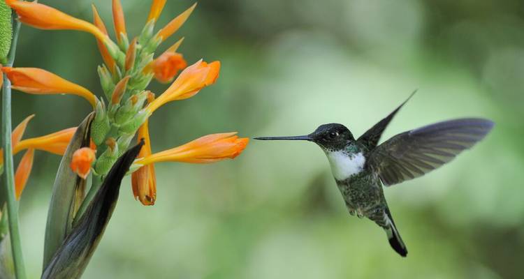 Un colibri vert éclatant plane dans les airs en sirotant le nectar d'une fleur orange vif.