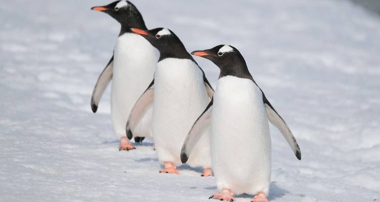 Drei Eselspinguine watscheln hintereinander durch frischen antarktischen Schnee.