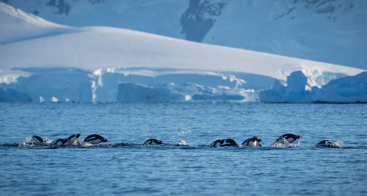 Reihe von Pinguinen, die durch eisige antarktische Gewässer springen, mit blauer Gletscherkulisse im Hintergrund.