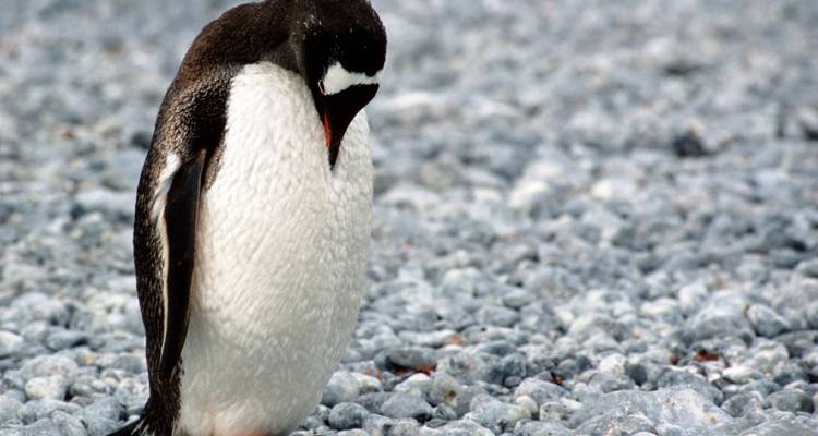 Nahaufnahme eines einsamen Zügelpinguins, der auf Kieselsteinen steht, den Kopf gesenkt.