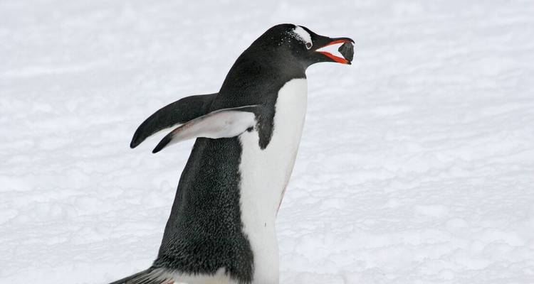 A gentoo penguin struts across fresh snow with a stone held in its orange beak.