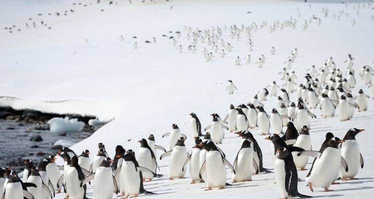 Hundreds of penguins waddle in lines across a snowy slope toward the sea.