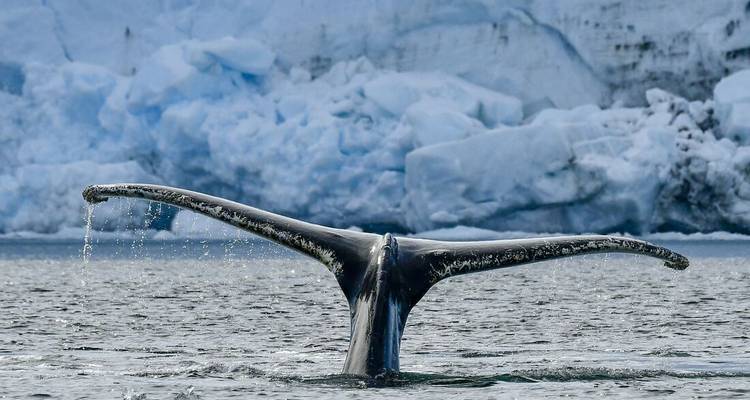 A whale’s tail rises dripping from cold grey water with towering blue glacier walls behind.