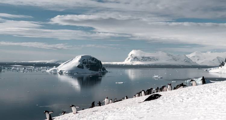 Gentoo pinguïns die staan op een besneeuwde helling boven een kalme spiegelachtige Antarctische baai met ijsbergen.
