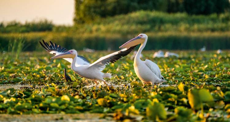 Pélicans blancs décollant parmi les feuilles de lotus dans les zones humides du delta du Danube