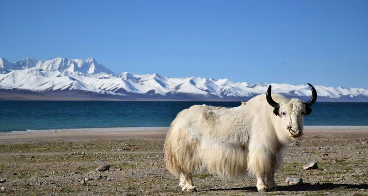 A white shaggy yak stands on the shore of a vivid blue alpine lake backed by snow-capped peaks.