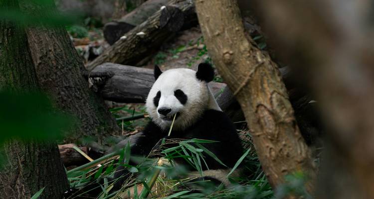 A giant panda sits among bamboo stalks, chewing thoughtfully in a shaded enclosure.