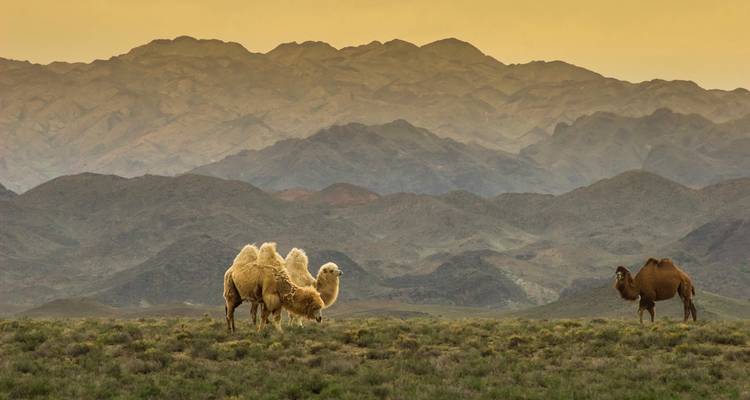 Chameaux de Bactriane broutant dans une vaste steppe devant des chaînes de montagnes étagées à l'aube.