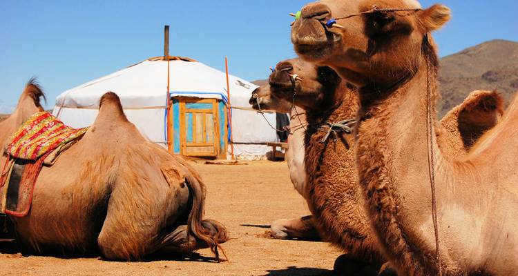 Gros plan de chameaux au repos près d'une yourte blanche traditionnelle sous un ciel bleu éclatant.