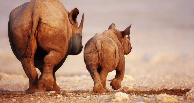 Vue arrière d'un rhinocéros avec son petit traversant une plaine poussiéreuse à l'aube