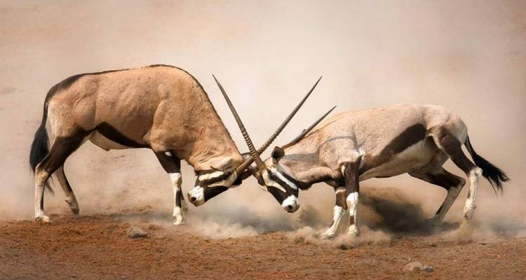 Deux oryx s'entrechoquent les cornes dans un affrontement dramatique et poussiéreux sur terrain découvert