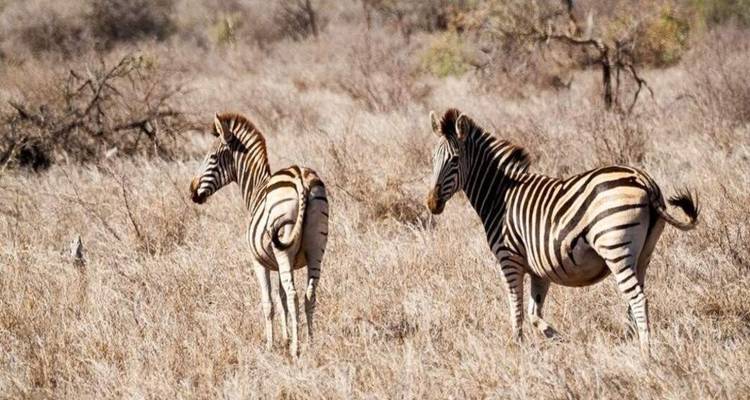 Deux zèbres se tenant en alerte dans une savane d'herbes sèches