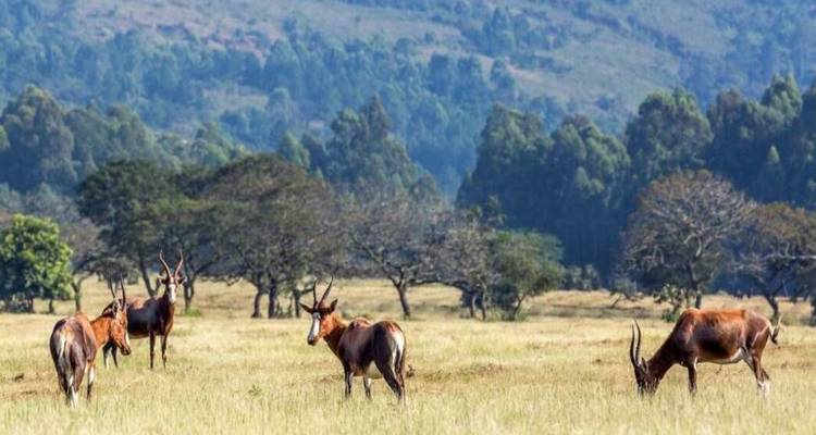 Des antilopes broutant dans une savane ouverte avec des collines boisées en arrière-plan