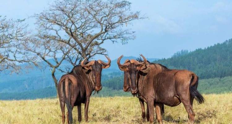 Trois gnous debout ensemble sur des plaines herbeuses avec un arbre sans feuilles derrière