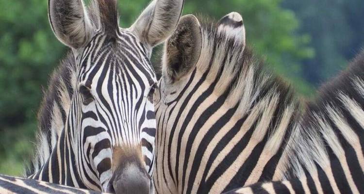 Gros plan de deux zèbres se frottant tendrement l'un contre l'autre avec du feuillage vert en arrière-plan