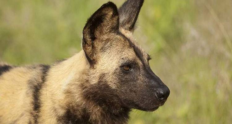 Portrait d'un lycaon regardant intensément à travers la prairie verte