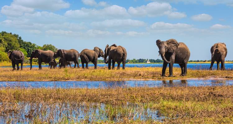 Ligne d'éléphants broutant sur une île marécageuse avec un ciel bleu et de l'eau qui se reflète autour d'eux.