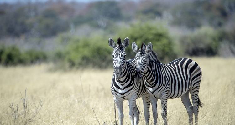 Deux zèbres debout l'un près de l'autre dans une savane herbeuse pâle avec une forêt floue en arrière-plan.
