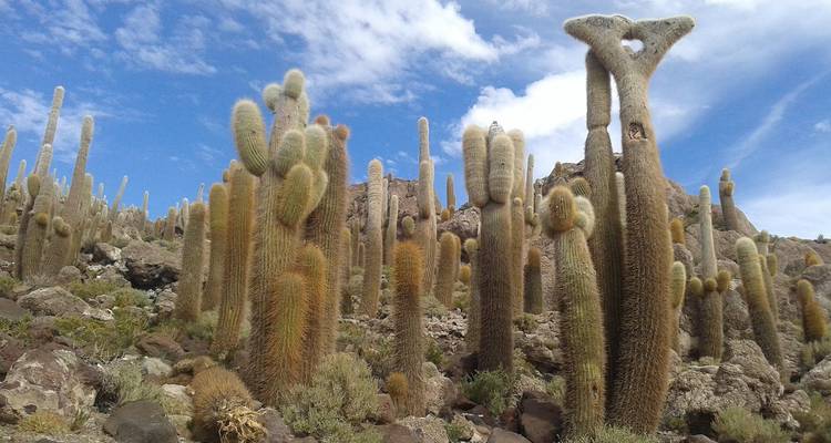 Bosque de cactus altos y peludos que se alzan contra un cielo azul intenso en la Isla Incahuasi.