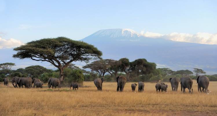 Elefantes pastando en la sabana abierta con el pico nevado del Monte Kilimanjaro alzándose en la distancia