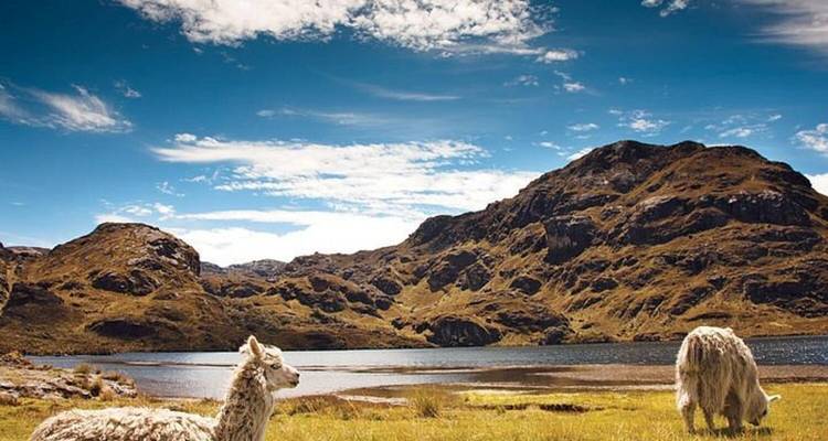 Two alpacas graze beside a shimmering lake surrounded by rugged mountains beneath a bright, cloud-dotted sky.