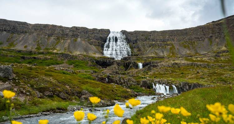 La cascade en étages de Dynjandi dévale une pente de montagne abrupte avec des fleurs jaune vif au premier plan.