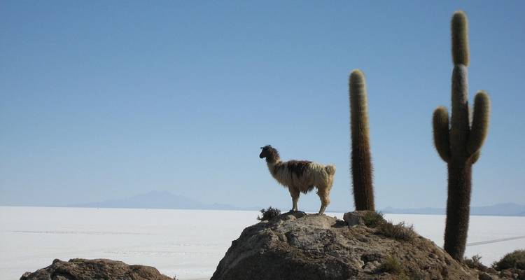 Lama debout sur un affleurement rocheux à côté de cactus géants surplombant la vaste étendue blanche du Salar d'Uyuni.