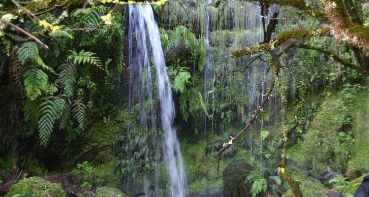 Een slanke bosswaterval valt over met mos bedekte rotsen en varens in weelderig groen.