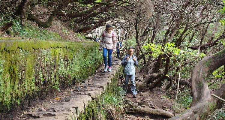 Wandelaars navigeren over een stenen levada-muur onder een boog van gedraaide lauriertakken in Madeira's weelderige bos.