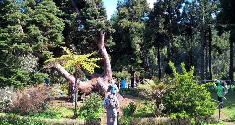 Bezoekers stoppen om een dramatische gedraaide boom te fotograferen in een door de zon gevlekte open plek omringd door hoge naaldbomen.