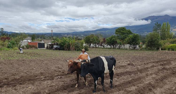 Fermier labourant un champ avec deux bœufs dans un paysage rural andin sous un ciel nuageux