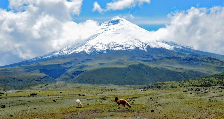Volcan Cotopaxi enneigé s'élevant au-dessus des hautes plaines andines avec des lamas qui paissent