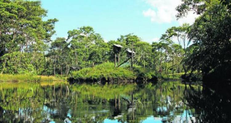 Calm jungle lagoon reflecting dense green rainforest under a clear sky.