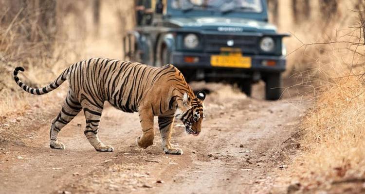 Tigre du Bengale traversant un chemin de terre devant une jeep de safari dans une forêt sèche