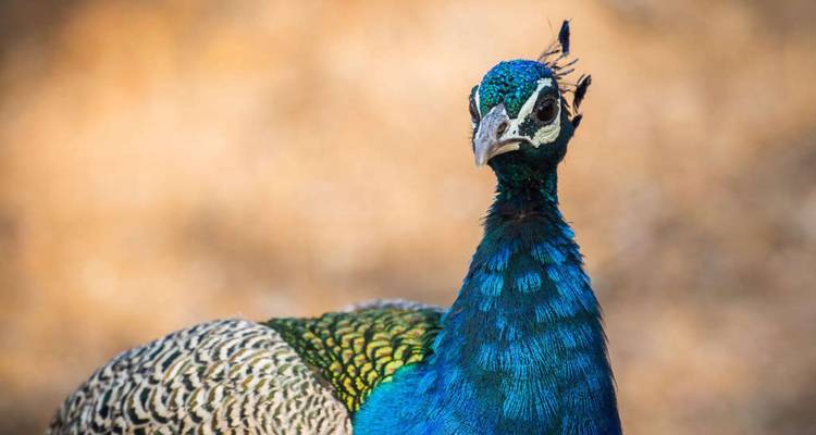 Portrait en gros plan d'un paon bleu vibrant avec un arrière-plan naturel flou