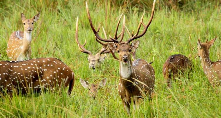 Troupeau de cerfs tachetés broutant dans les hautes herbes vertes dans une réserve naturelle