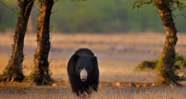 Ours lippu solitaire marchant à travers une prairie sèche entre des acacias