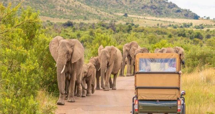 Troupeau d'éléphants d'Afrique avec leurs petits marchant le long d'une piste de safari près d'un véhicule d'observation de la faune.