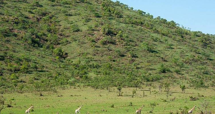 Des girafes lointaines dispersées sur une colline verte sous un ciel dégagé.