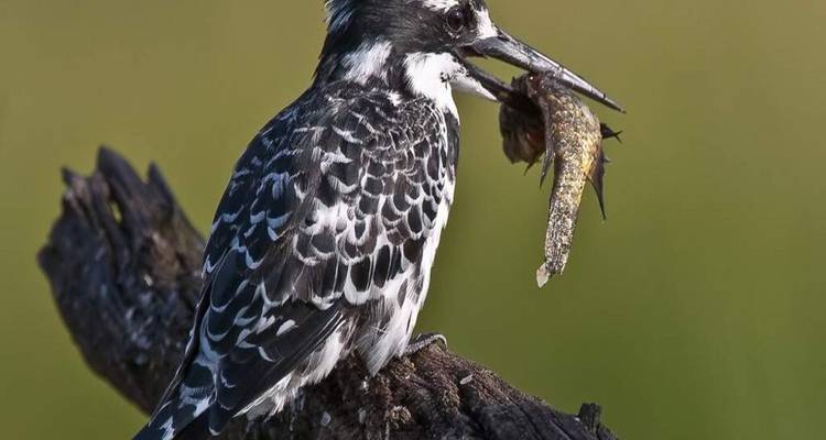 Martin-pêcheur pie perché sur une branche tenant un poisson fraîchement pêché.