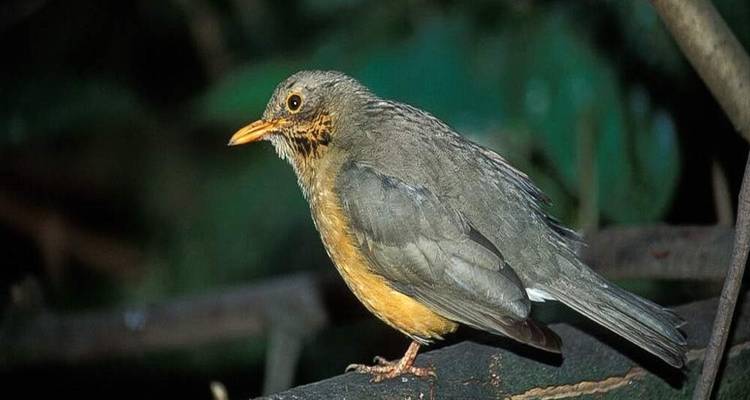 Petit oiseau au poitrail jaune perché dans la lumière tamisée de la forêt.
