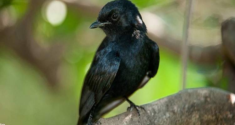 Petit oiseau noir perché sur une branche dans une douce lumière verte.
